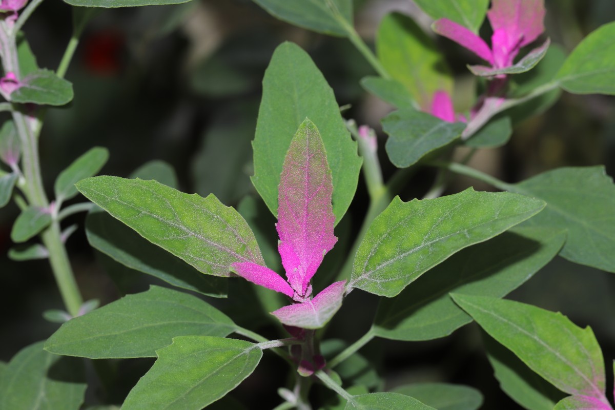 Chenopodium giganteum D.Don